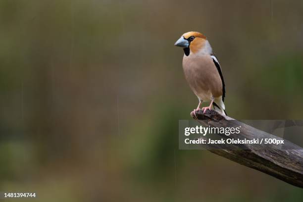 close-up of songfinch perching on branch - shrike stock pictures, royalty-free photos & images