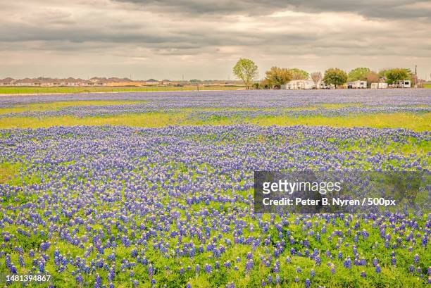 scenic view of flowering plants on field against sky - texas bluebonnet stock pictures, royalty-free photos & images
