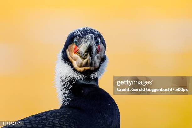 close-up portrait of cormorant,dietikon,switzerland - gerold guggenbuehl stock pictures, royalty-free photos & images