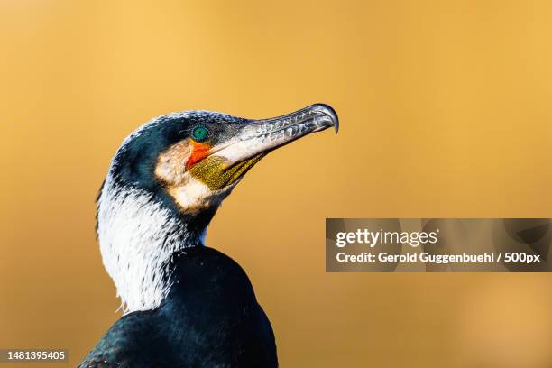 close-up of cormorant,dietikon,switzerland - phalacrocorax carbo stock pictures, royalty-free photos & images