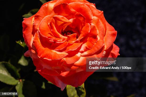 close-up of red rose,rostov oblast,russia - rostov oblast stock-fotos und bilder