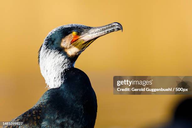 close-up of cormorant,dietikon,switzerland - gerold guggenbuehl stock pictures, royalty-free photos & images