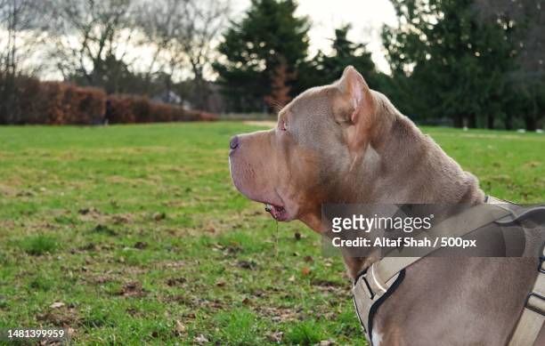 close-up of purebred pit bull terrier on grass,luton,united kingdom,uk - american pit bull terrier stock-fotos und bilder