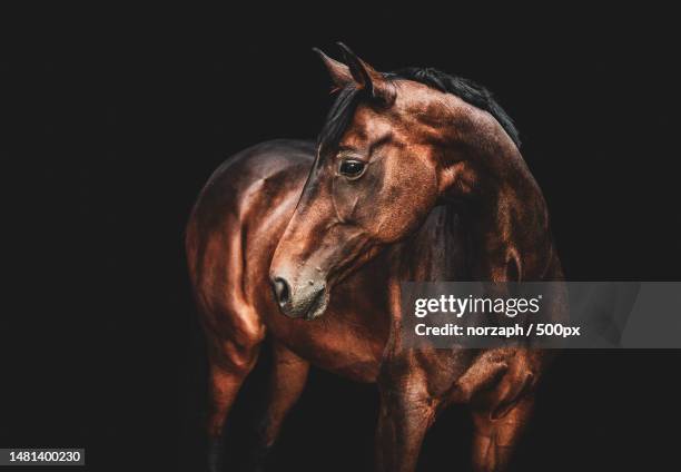 portrait of thoroughbred horse standing against black background,poland - vospaard stockfoto's en -beelden