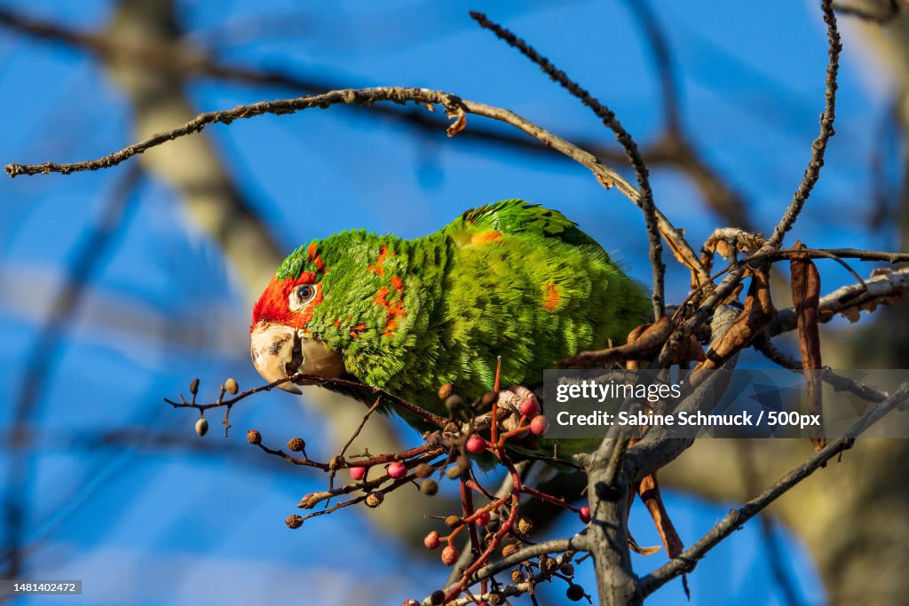 Low angle view of bird perching on branch,Las Palmas Park,United States,USA