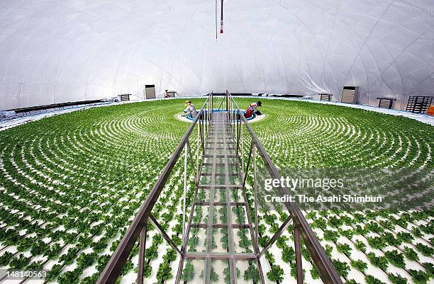 Farmers work in a dome-shaped hydroponic lettuce factory in Rikuzentakata, heavily damaged by tsunami and seawater triggered by March 11 earthquake...