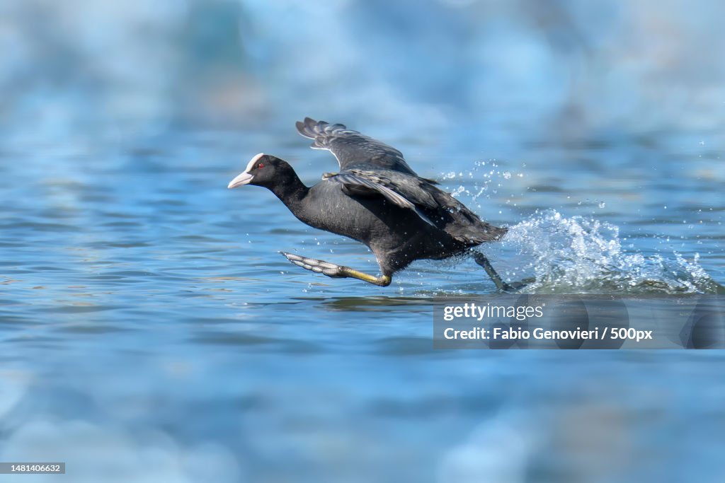 Close-up of coot swimming in lake,Tuscany,Italy