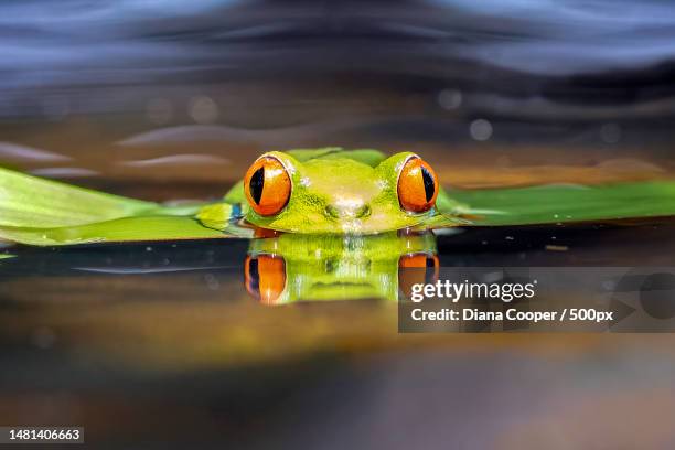 close-up of tree frog in lake,heredia province,puerto viejo de sarapiqui,costa rica - heredia province stock-fotos und bilder