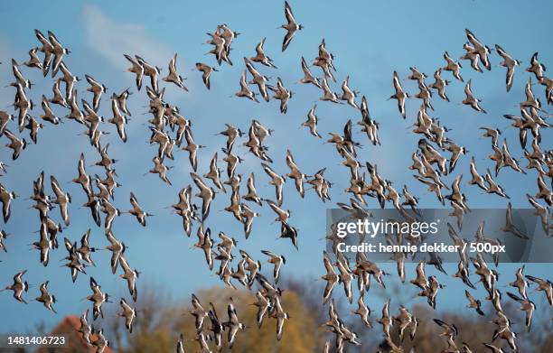 the return of the godwit,spring 2023,netherlands,warder - dunlin bird stock pictures, royalty-free photos & images