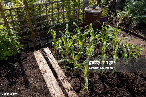 Corn Planting Season Photos and Premium High Res Pictures - Getty Images