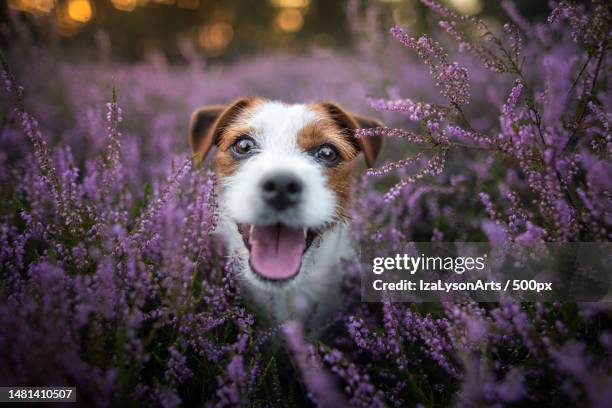 portrait of dog amidst purple flowers,poland - jack russell terrier stock pictures, royalty-free photos & images