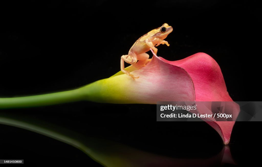 Hourglass Tree Frog walking on a Calla Lily,Canton,Georgia