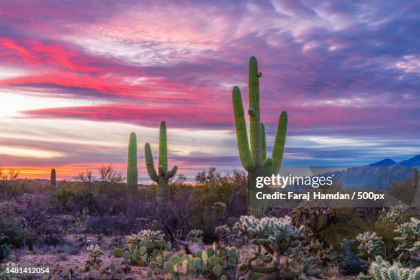 view of cactus on field against sky during sunset,tucson,arizona,united states,usa - tucson imagens e fotografias de stock
