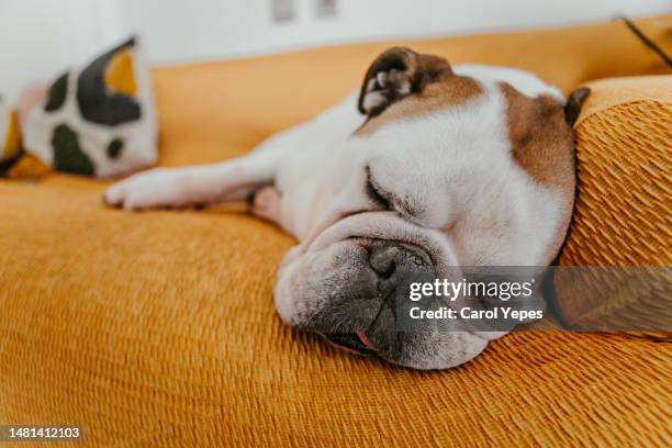 dog asleep on the sofa - english bulldog puppy stock pictures, royalty-free photos & images