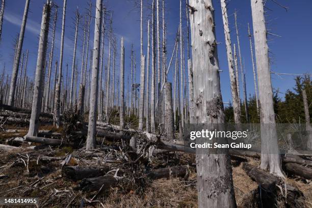 Dead trees stand in the devastated Harz forest on April 10, 2023 near Wernigerode, Germany. Two-thirds of the trees in the forest are now confirmed...