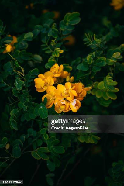 beautiful yellow flowers on the branch - freesia stock pictures, royalty-free photos & images