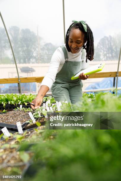 farmer in her greenhouse - kruidentuin stockfoto's en -beelden