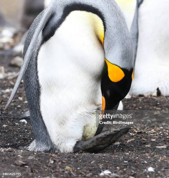 king penguin standing with egg in between feet.  falkland island - bird island falkland islands stock pictures, royalty-free photos & images