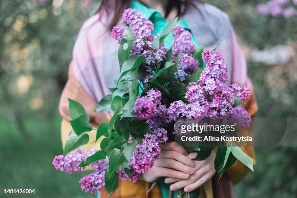 bouquet of pink purple lilac in female hands - flieder stock-fotos und bilder