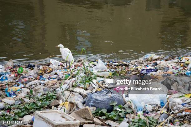 cattle egret standing amidst garbage in the dahshour canal near giza, egypt - plastic animals stock pictures, royalty-free photos & images