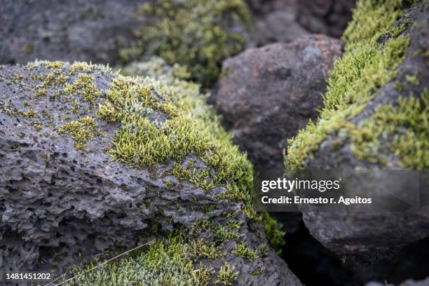 close up of rock covered in moss at eldhraun lava field, iceland - roche volcanique photos et images de collection