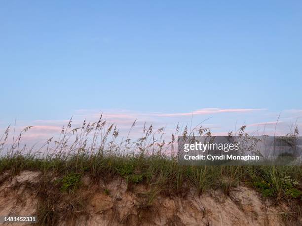 sea grass and sand dunes - marram grass stockfoto's en -beelden