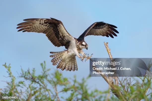 osprey landing - snag tree stock pictures, royalty-free photos & images