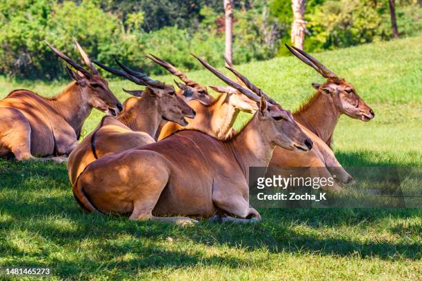 herd of common eland antelopes resting in shadow - tarangire national park stockfoto's en -beelden