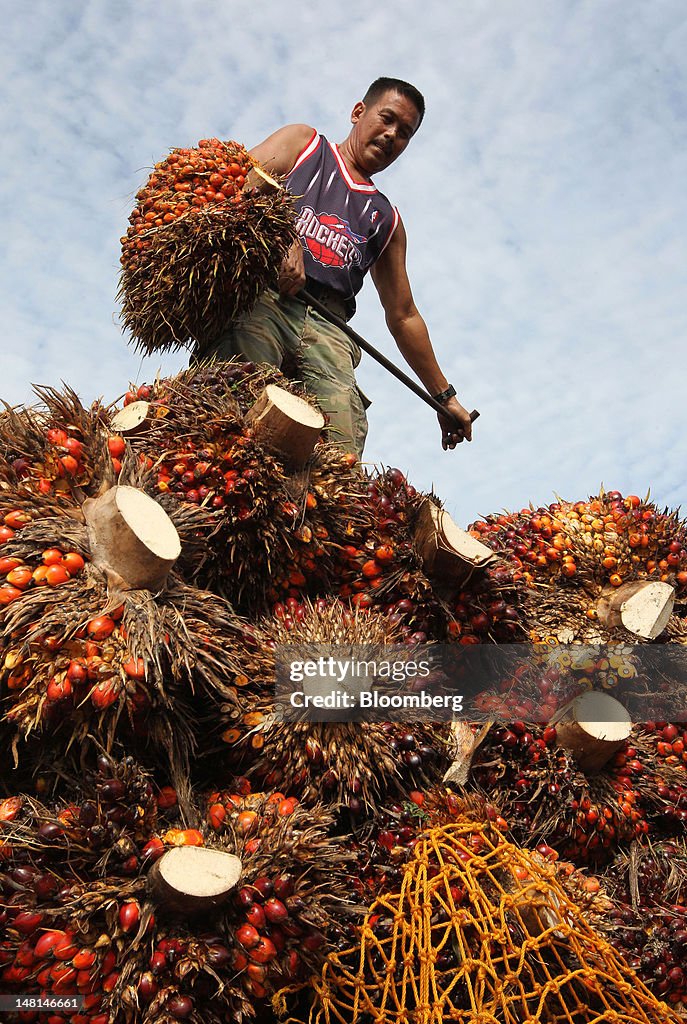 Tour of Felda Global Ventures Holdings Palm Oil Facilities