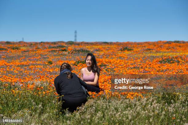 Following record winter rains, colorful poppies and other wildflowers have exploded on this high desert landscape near the Antelope Valley California...