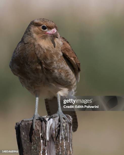 chimango caracara - chimango caracara stock pictures, royalty-free photos & images