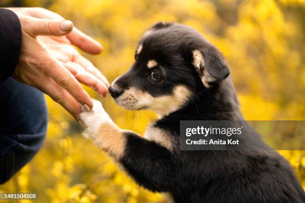 the puppy gives the paw to its owner - human hand pet paw stock pictures, royalty-free photos & images