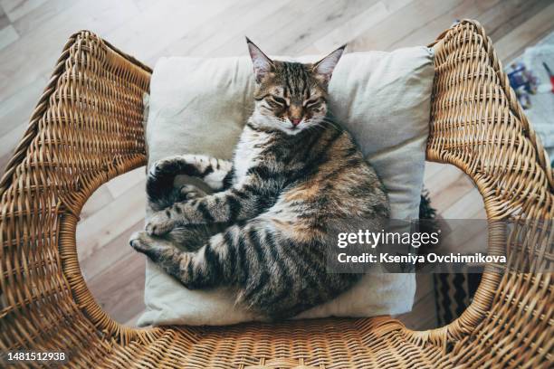 bengal cat lying on sofa and smiling. - gatto soriano foto e immagini stock