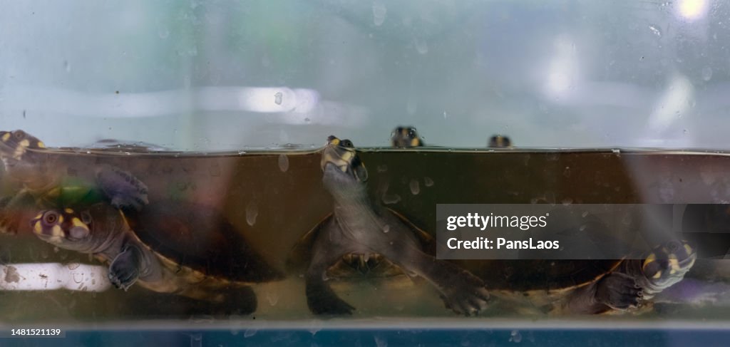 Yellow-headed lateral necked turtle pet (Podocnemis unifilis)