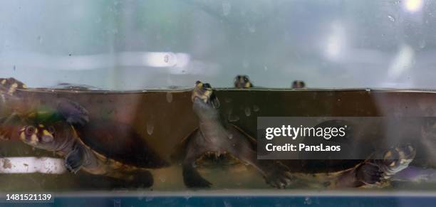 yellow-headed lateral necked turtle pet (podocnemis unifilis) - yellow spotted amazon river turtle stock pictures, royalty-free photos & images