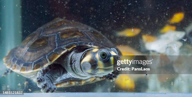 turtle pet - yellow spotted amazon river turtle stock pictures, royalty-free photos & images