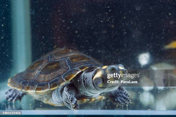 turtle pet - yellow spotted amazon river turtle stock pictures, royalty-free photos & images