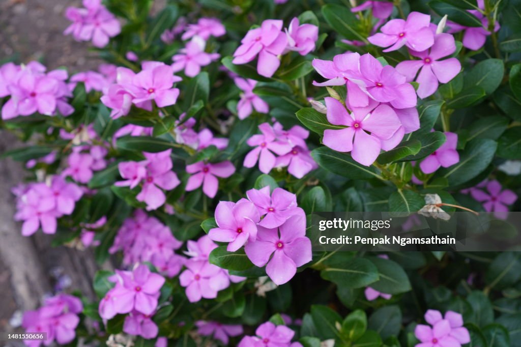 Dark pink West Indian periwinkle, Bringht eye, Vinca, Cayenne jasmine, Old maid name pink, white, purple color flower in garden
