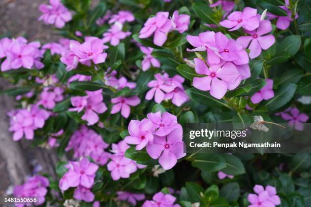 dark pink west indian periwinkle, bringht eye, vinca, cayenne jasmine, old maid name pink, white, purple color flower in garden - periwinkle stock pictures, royalty-free photos & images