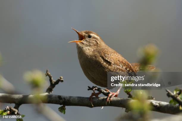 a singing and displaying wren, troglodytes troglodytes, perched on a branch of a tree. - wren stock pictures, royalty-free photos & images