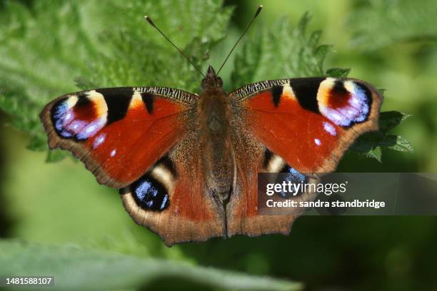 a beautiful peacock butterfly, aglais io, resting on a stinging nettle leaf. - peacock butterfly stock pictures, royalty-free photos & images