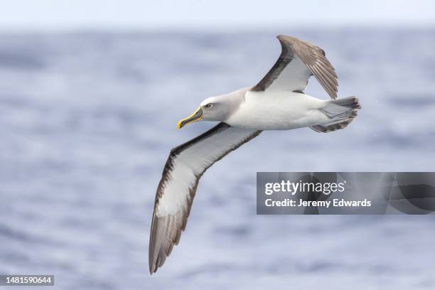 albatroz-do-sul de buller, oceano pacífico, austrália - ave marinha - fotografias e filmes do acervo