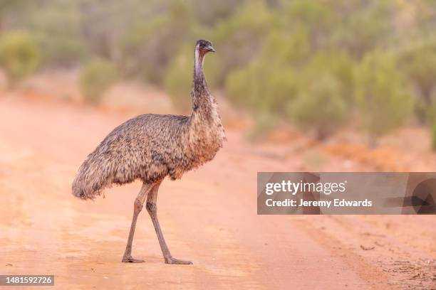 emu, gundabooka-nationalpark, nsw, australien - emu stock-fotos und bilder