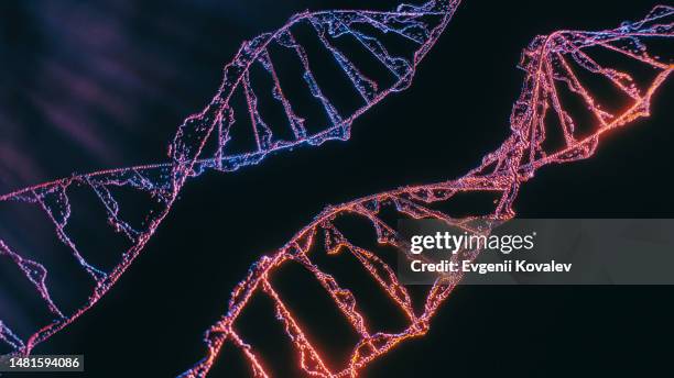 dna strands on black background - helix model stock pictures, royalty-free photos & images