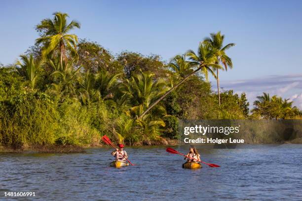 people enjoy sea kayaking excursion to mangroves with coconut palm trees on shore - puntarenas stockfoto's en -beelden