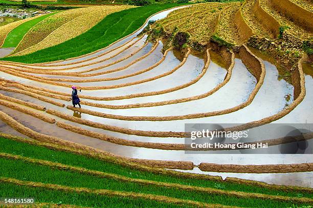 walking on curves - mù cang chải stock pictures, royalty-free photos & images