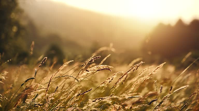 https://media.gettyimages.com/id/1481634916/video/high-grass-closeup-at-sunset.jpg?b=1&s=640x640&k=20&c=L7iWOKgM9Twuth09TdKoHtU9Hvi0VKGsNGP4aiIyEBo=