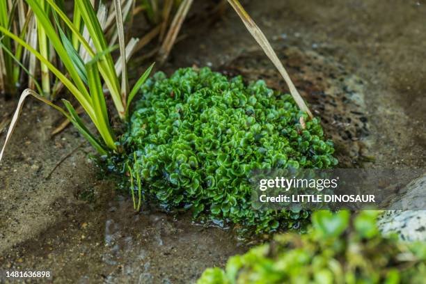 mass of moss (marchantiaceae) in the small stream - prothallium stock pictures, royalty-free photos & images