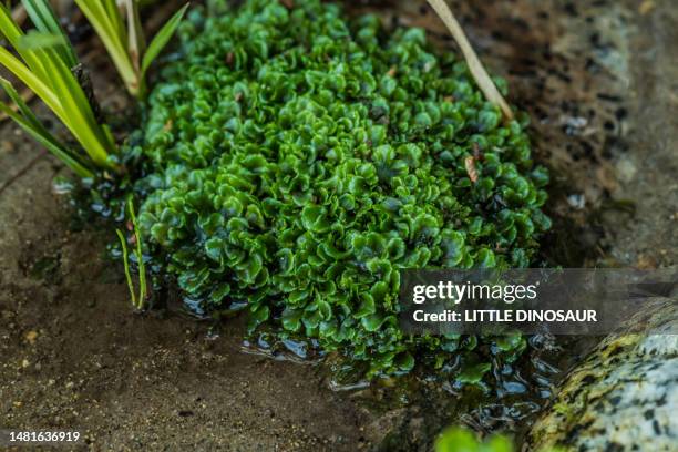mass of moss (marchantiaceae) in the small stream - prothallium stock pictures, royalty-free photos & images