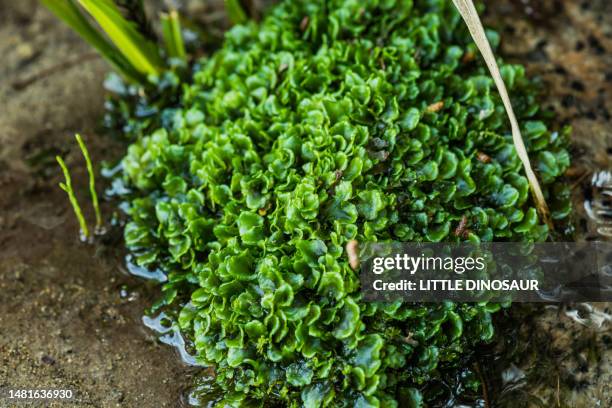 marchantiaceae - prothallium stock pictures, royalty-free photos & images